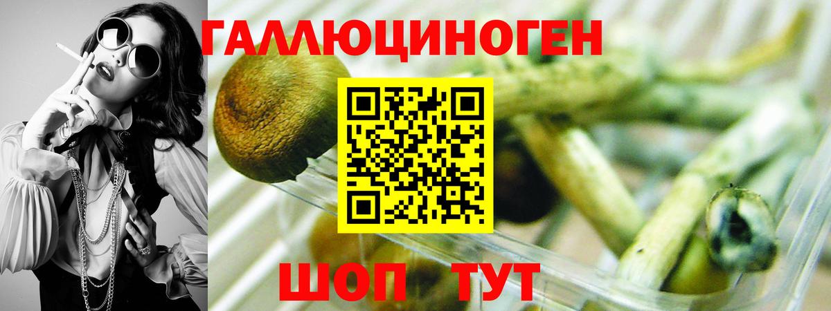 Псилоцибиновые грибы Cubensis Биробиджан